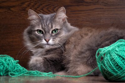 Poster  Chat gris avec une pelote de laine