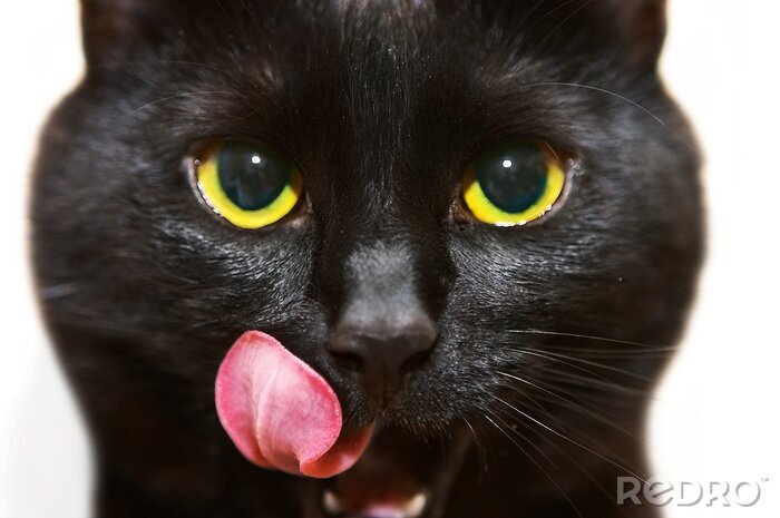 Poster  chat noir