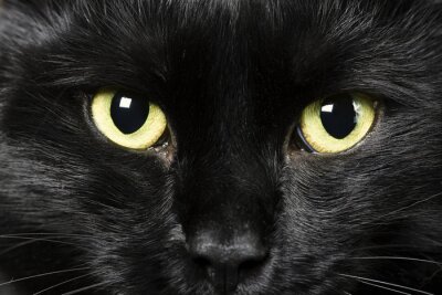 Chat noir aux yeux jaunes