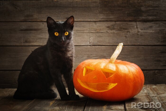 Poster  Chat noir et citrouille