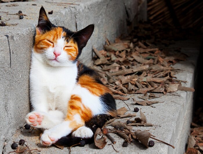 Poster  Chaton de compagnie