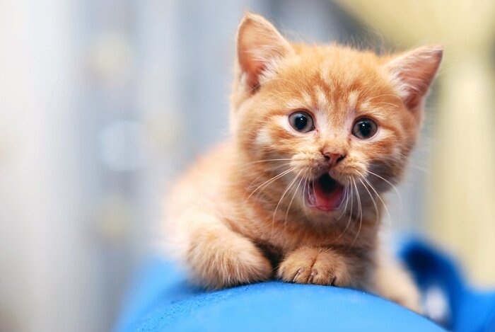 Poster  Chaton de gingembre pour animaux de compagnie