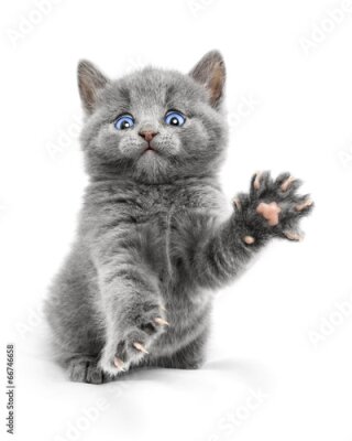 Poster  Chaton gris sur fond blanc