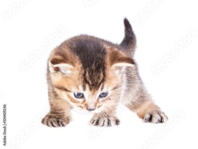 Poster  Chaton gris sur fond blanc