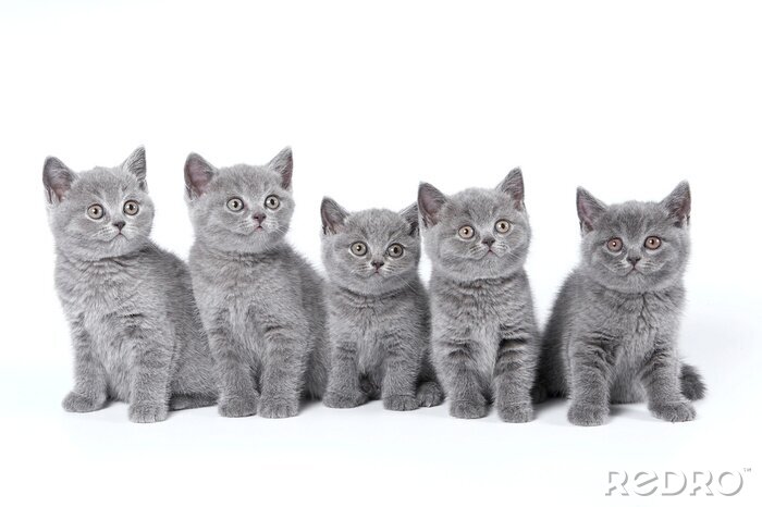 Poster  Chatons British Shorthair assis sur un fond blanc dans un stu