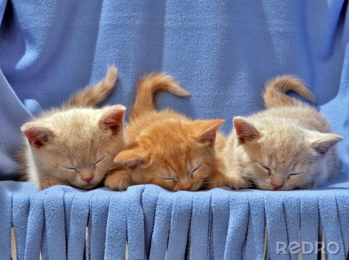Poster  Chatons endormis