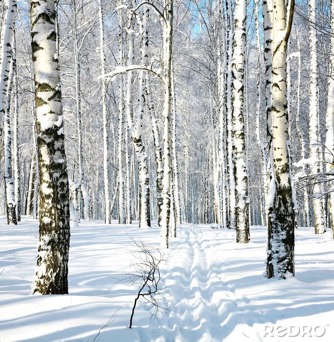 Poster  Chemin à travers une forêt de bouleaux en hiver