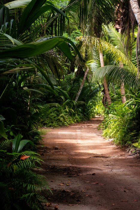 Poster  Chemin de la jungle