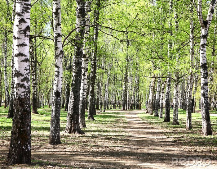 Poster  Chemin ensoleillé à travers la forêt de bouleaux