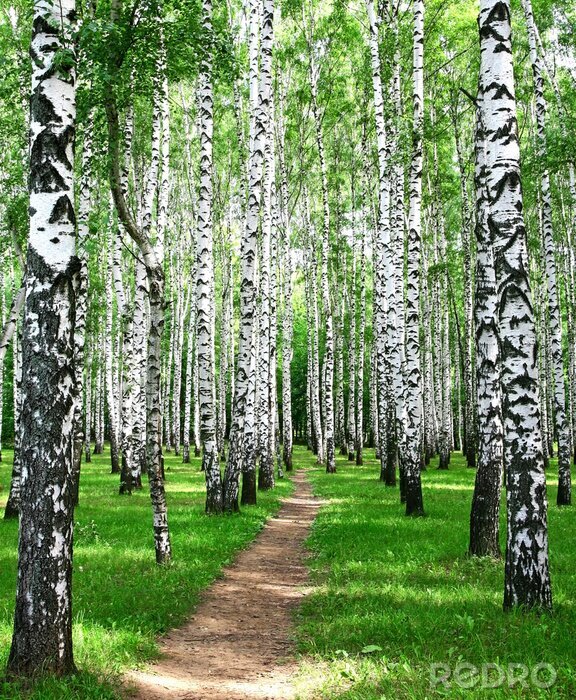 Poster  Chemin et bouleaux