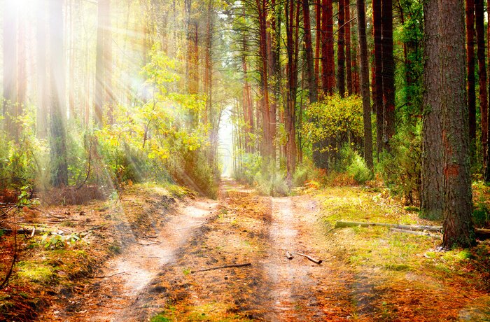 Poster  Chemin forestier en automne