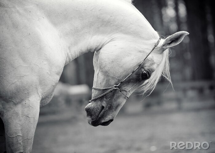 Poster  Cheval arabe avec la tête baissée