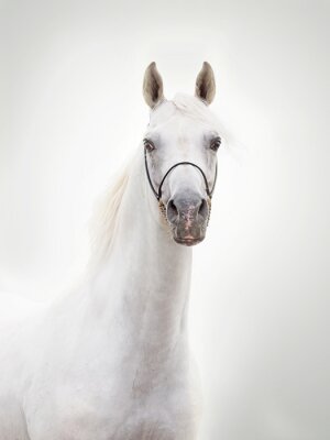 Cheval arabe clair sur fond blanc