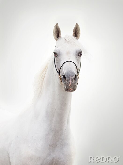Poster  Cheval arabe clair sur fond blanc