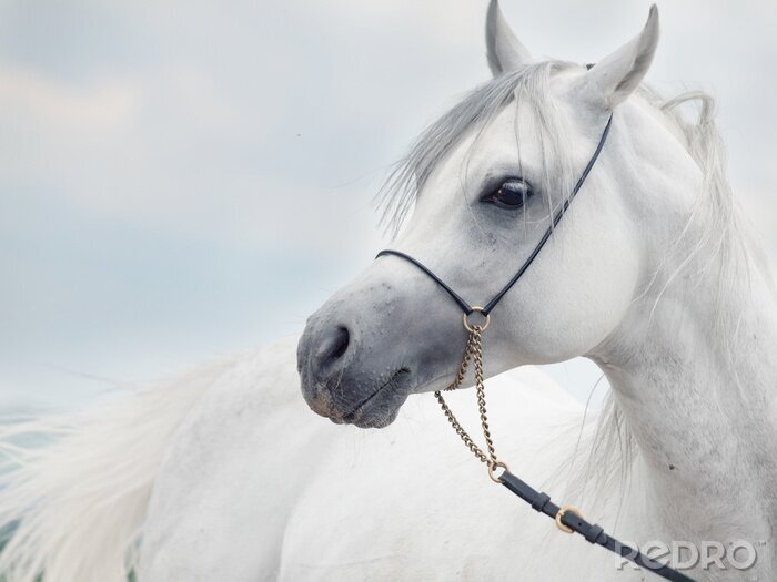 Poster  Cheval avec une bride noir et doré