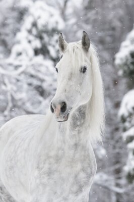 Cheval blanc dans la neige