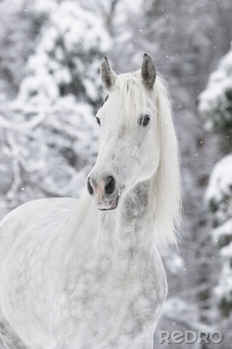 Poster  Cheval blanc dans la neige