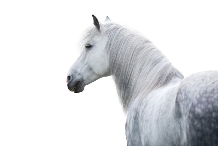 Poster  Cheval blanc sur fond clair