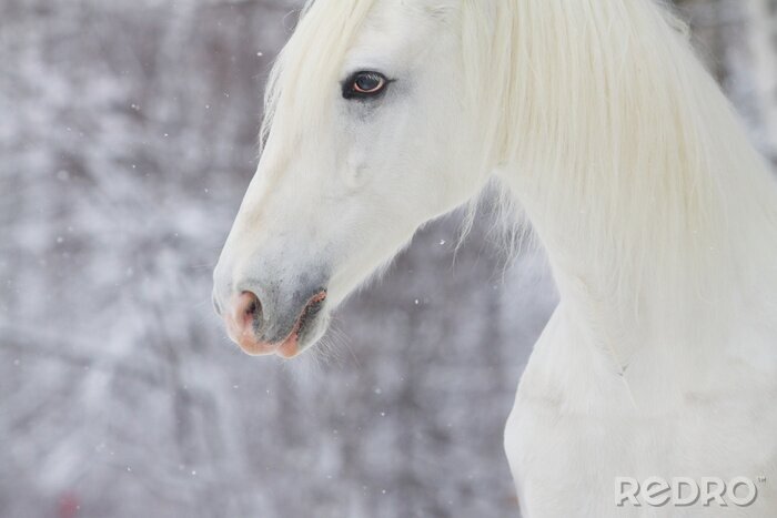 Poster  Cheval dans la neige