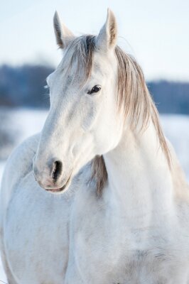 Papier peint  Cheval dans la neige en hiver