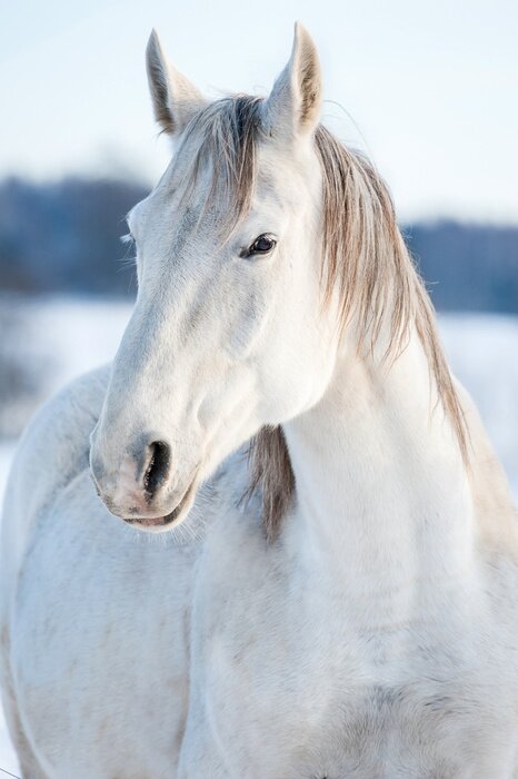 Poster  Cheval dans la neige en hiver