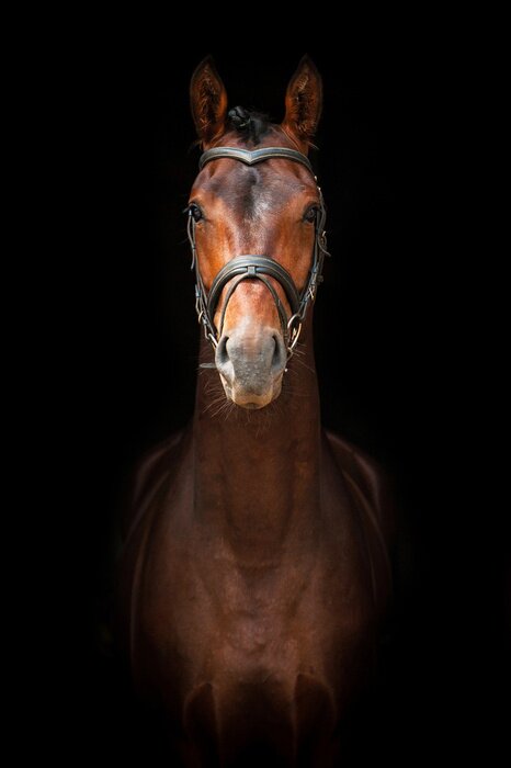 Poster  Cheval debout de face