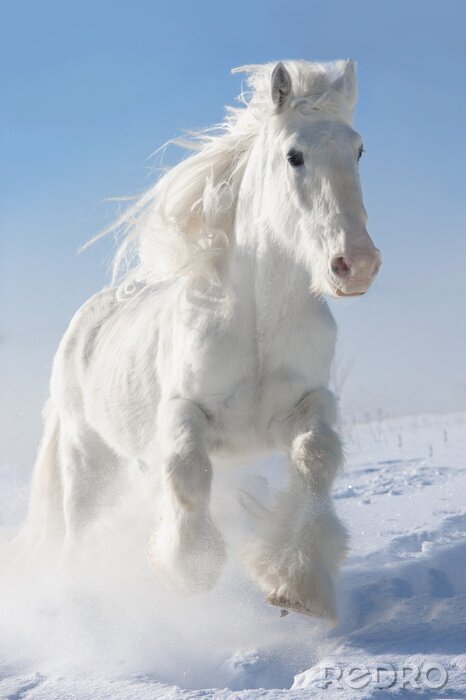 Poster Cheval Duveteux Dans La Neige Sur Mesure Redro Fr