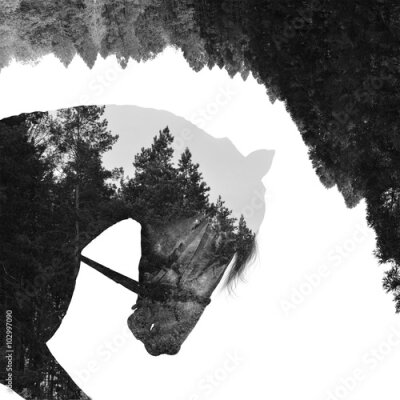 Cheval monochrome dans une composition avec des sapins
