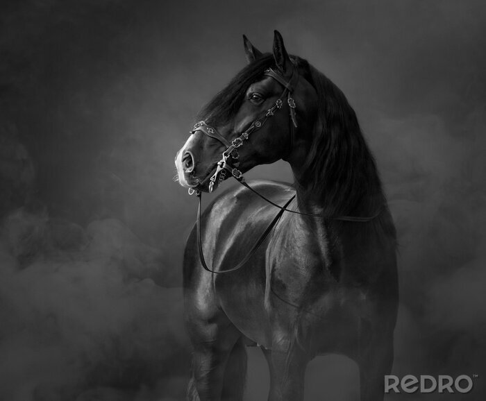 Poster  cheval noir dans le brouillard