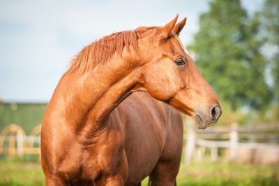 Cheval noir dans le paddock