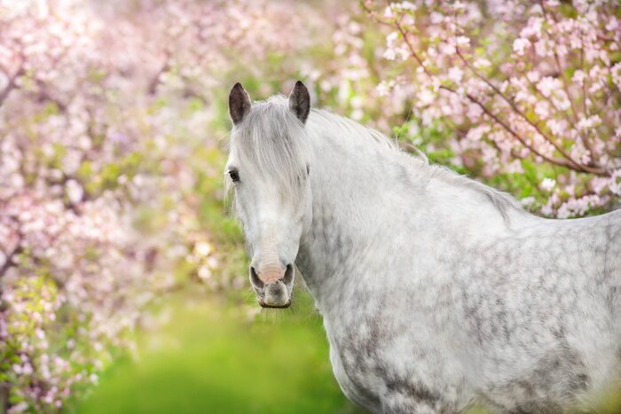 Poster  Cheval parmi les arbres en fleurs