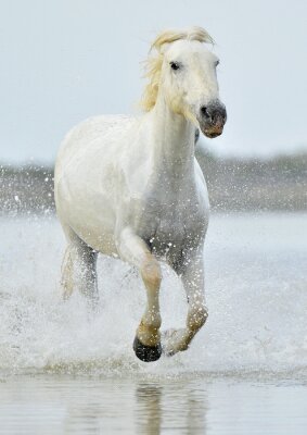 Cheval qui court sur la plage