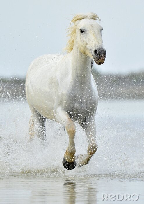 Poster  Cheval qui court sur la plage