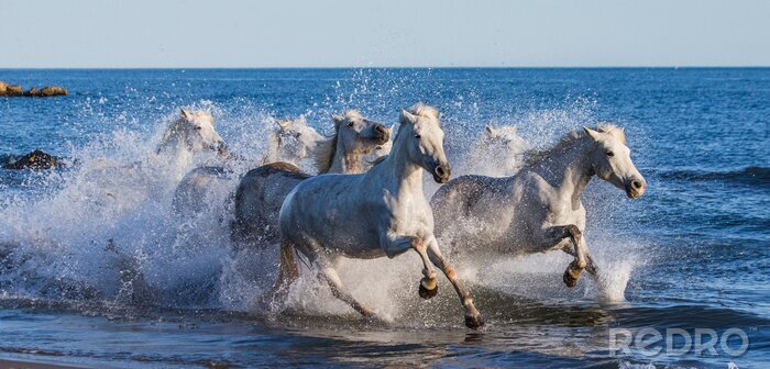 Poster  Chevaux blancs au galop en bord de mer