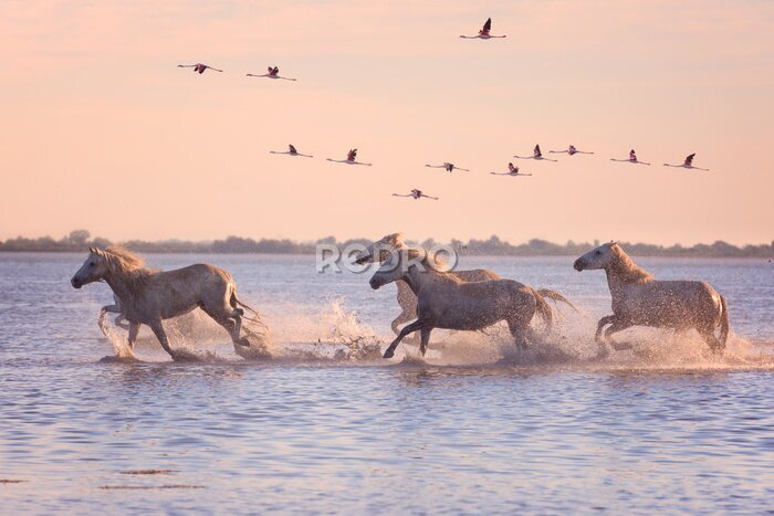 Poster  Chevaux blancs courant à travers l’eau