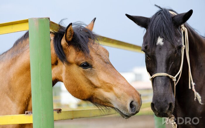 Poster  Chevaux devant un enclos coloré