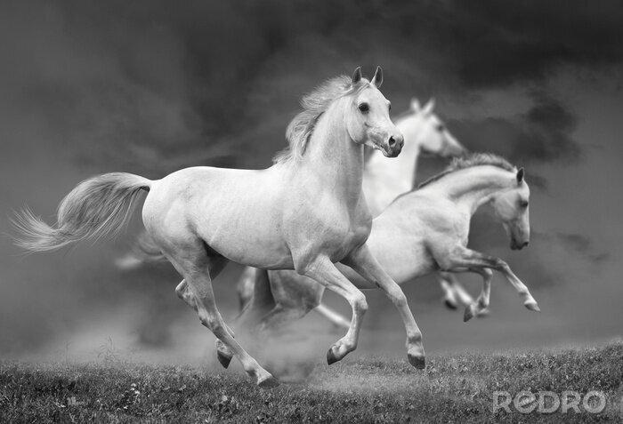 Poster  Chevaux en version monochrome