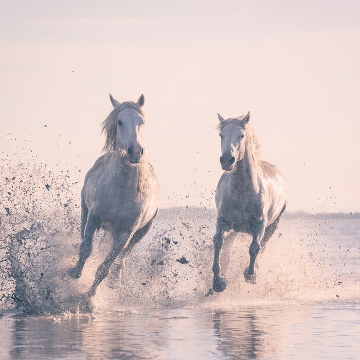 Poster  Chevaux galopant au bord de la mer