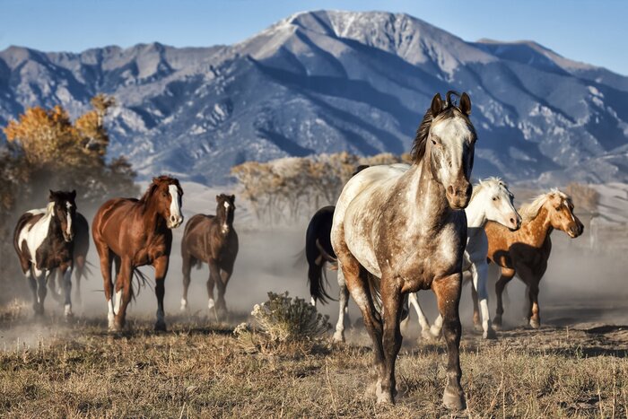 Poster  Chevaux sauvages entourés de montagnes