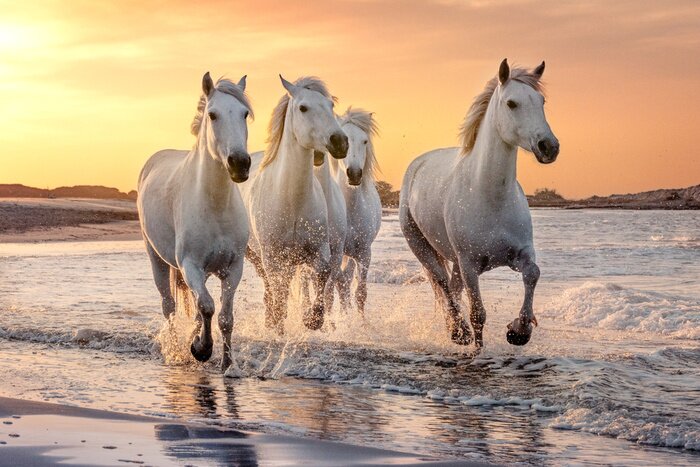 Poster  Chevaux sur la plage