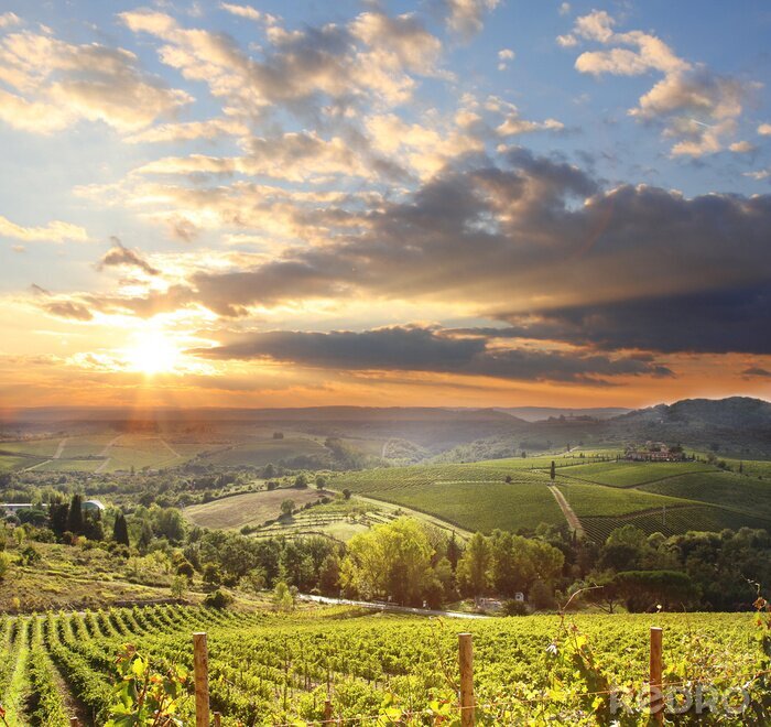 Poster  Chianti paysage viticole en Toscane, Italie