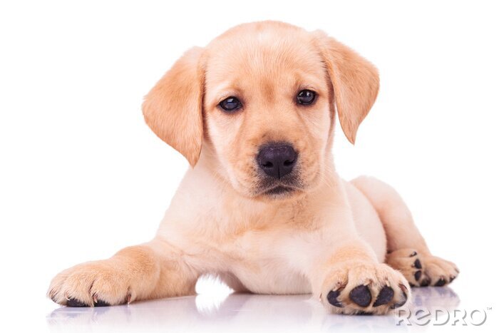 Poster  Chien allongé sur un fond clair