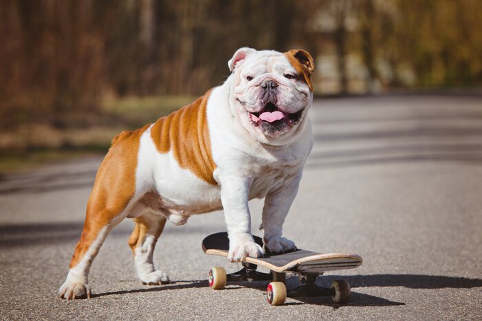 Poster  Chien bouledogue sur une planche à roulettes