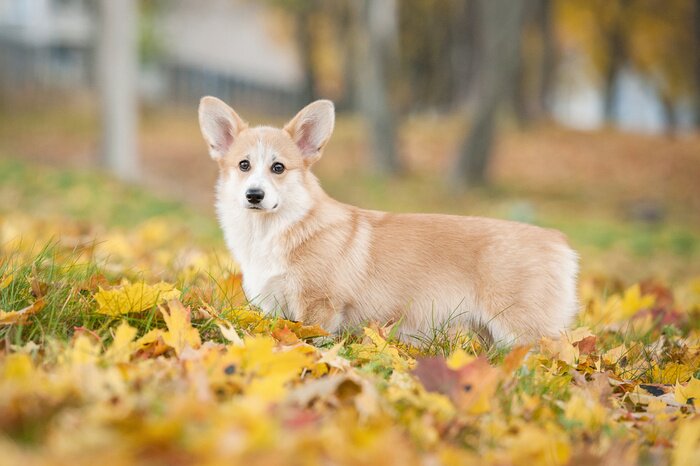 Poster  Chien Corgi dans les feuilles