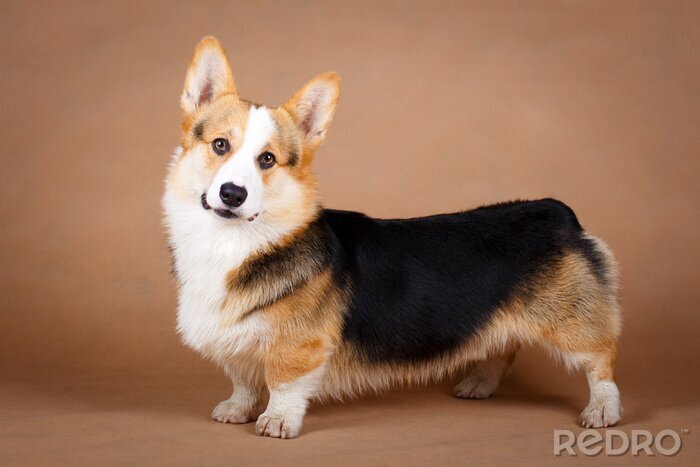 Poster  Chien Corgi posant