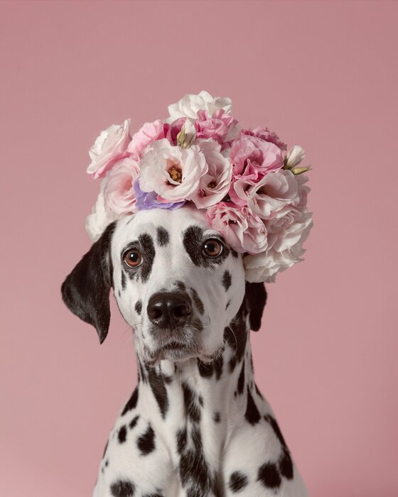Poster  Chien dalmatien avec des fleurs
