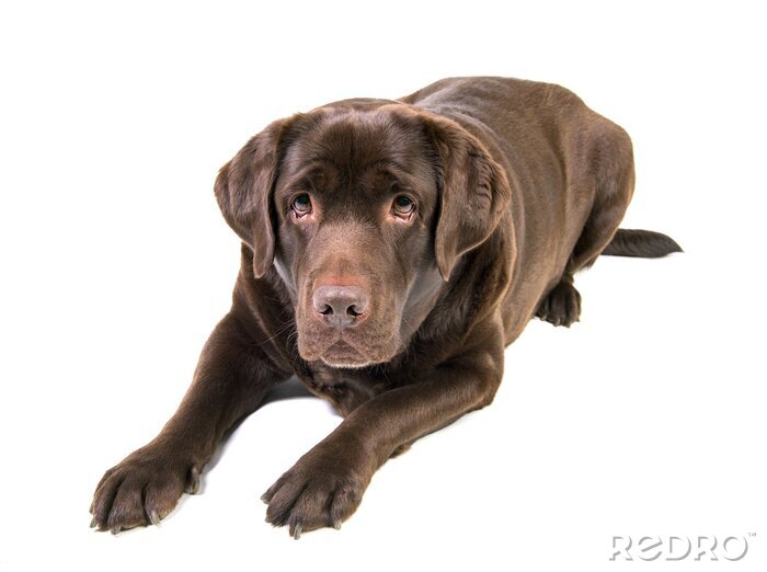 Poster  Chien marron allongé