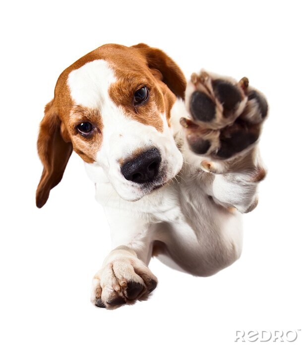 Poster  Chien qui donne la patte