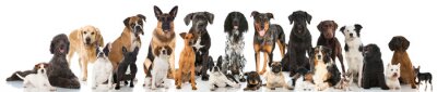 Poster  Chiens de race pure sur fond clair