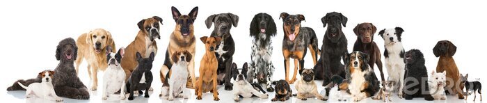 Poster  Chiens de race pure sur fond clair